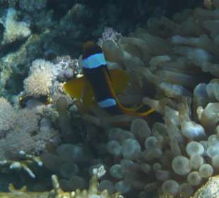 Rotmeer-Anemonenfisch