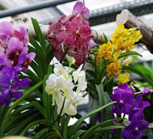 Schmetterlingshaus Orchideen