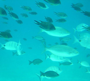 Tauchgang in 24 Metern Tiefe