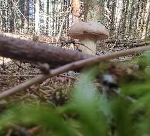 Wandern Mitterfirmiansreut