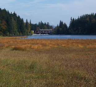 Natur pur (großer Arbersee)