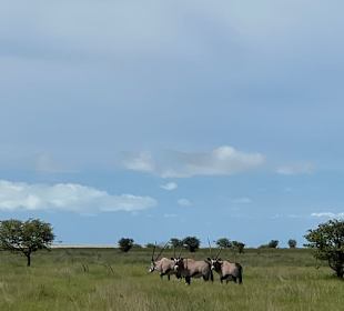 Etosha-Nationalpark