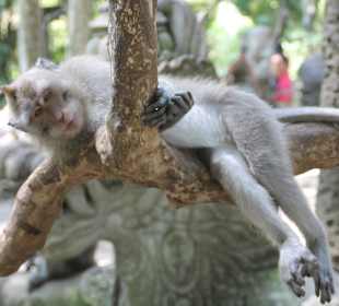 Im Affenwald Ubud