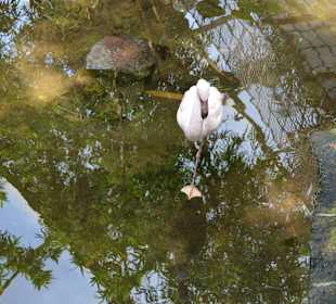 Flamingo