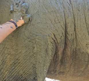 Elefanten mit Schlamm einreiben