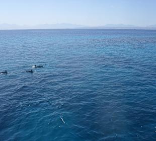 Frei sein wie die Delfine