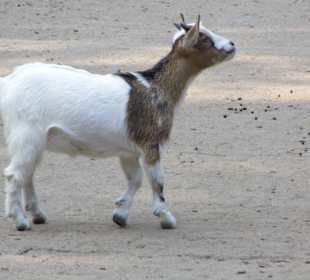 WildparkImpression September 2013