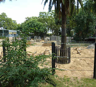 Afrikanischer Elefant 