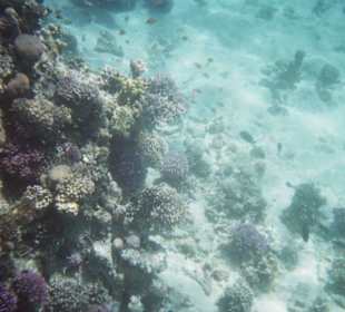 Hausriff des Fort Arabesque