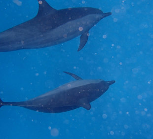 Sataya Riff - Delfine