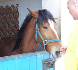 Mein Mann und das Pferd