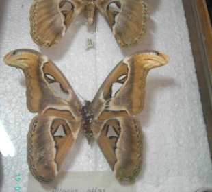 Schmetterlingsmuseum