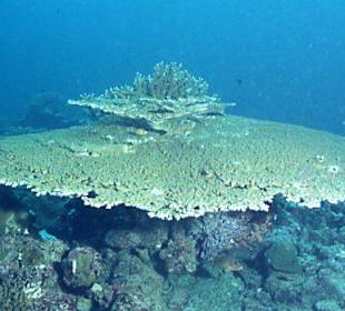 Tauchen an den Similans