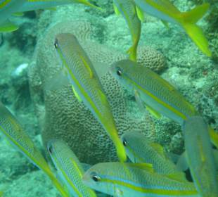 Unterwasserwelt / St. Lucia