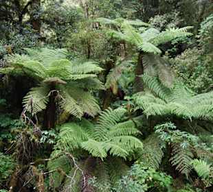 Папоротники Новой Зеландии.