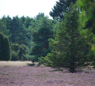 Lüneburger Heide