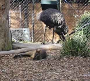 Taronga Zoo