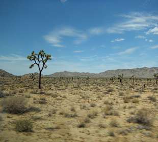 Joshua Tree National Park