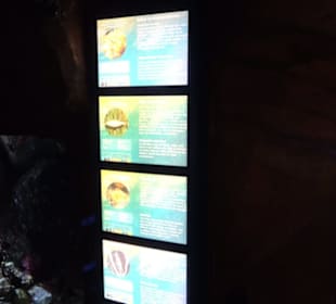 Sea Life