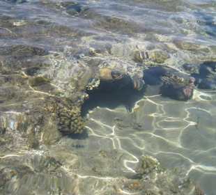 Морское царство