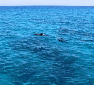 Hurghada Ausflüge-Delfin Tour mit Morgenland 