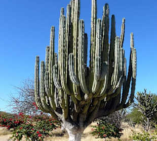 Rezerwat Biosfery Tehuacan