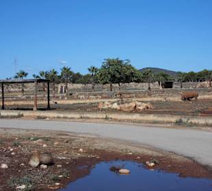 Safari-Zoo Sa Coma Spt 2017