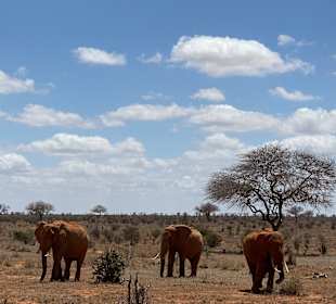 Wildnis Tours and Safaris - Diani Beach