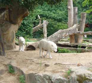 Weiße Wölfe im Zoologischen Garten Berlin