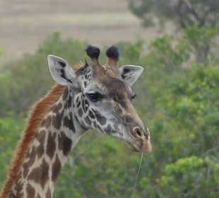 Safari in der Masai Mara