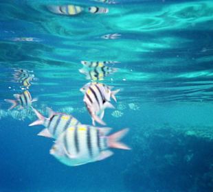 Einmalige Unterwasserwelt