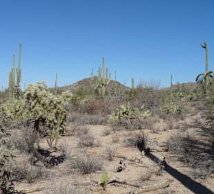 Saguaro N.P.