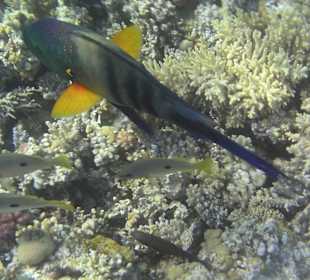 Schnorcheln am Hotelstrand