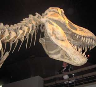 Tyrannosaurus Rex, 12m, 6.5 to