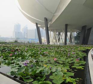 Lilie wodne pod Muzeum