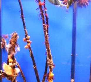 Kleiner dicker Fisch