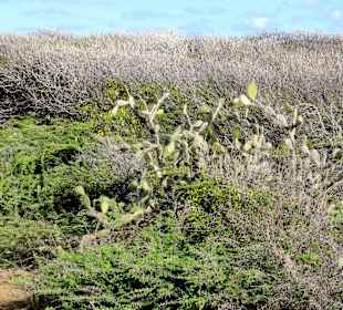 Vegetation im Nationalpark