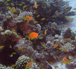 Tauchplatz Siyoul Kebir