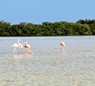 Isla Holbox