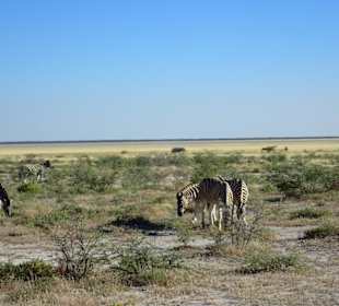 Etosha