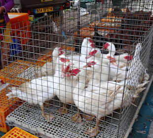 Rundgang über den Marché forain du Front de Mer