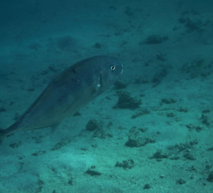 Rafa przy pomoście "Stella"