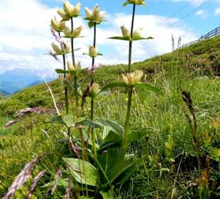 Alpenblume