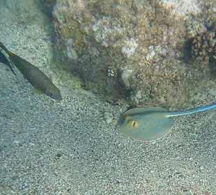 Schnorcheln am Hausriff