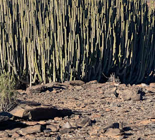 Inselrundfahrt Gran Canaria