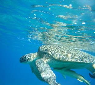 Schildkröten beim Schnorcheln gesehen