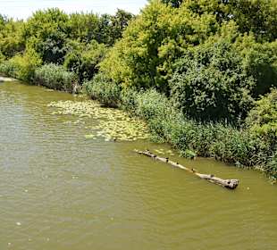 Jezioro Czerniakowskie