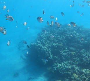 Schnorcheln Makadi Bay 