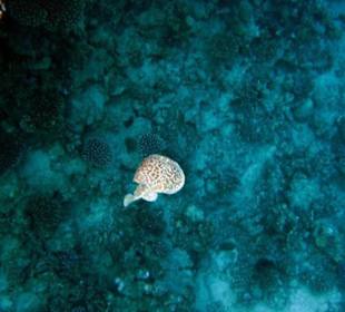 Torpedorochen - Hausriff Gorgonia Beach