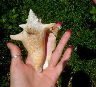 Ausflug auf die Insel Catalina